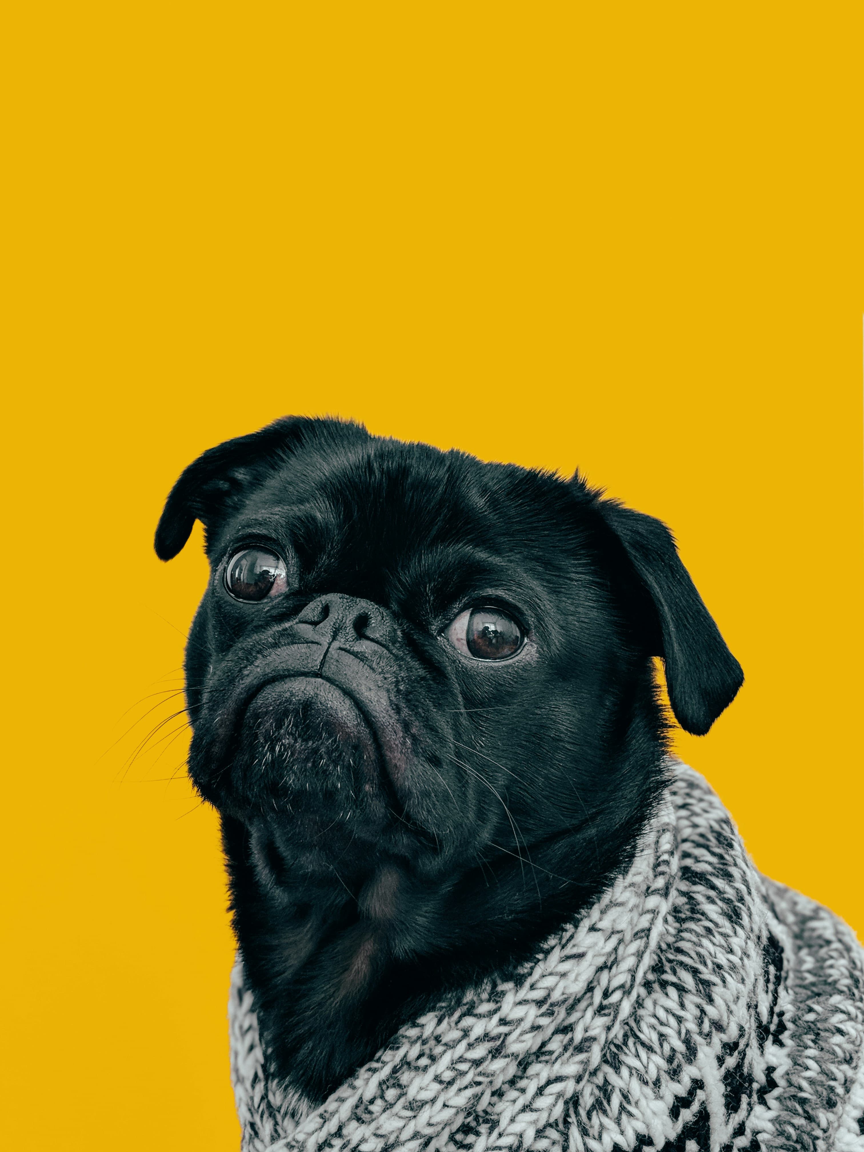 Rocky